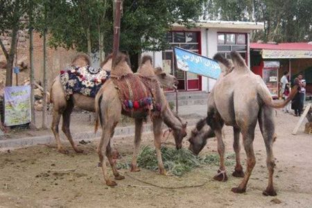 ۹۱۸ روستای اردبیل دارای دهیاری هستند - خبرگزاری مهر | اخبار ایران و جهان