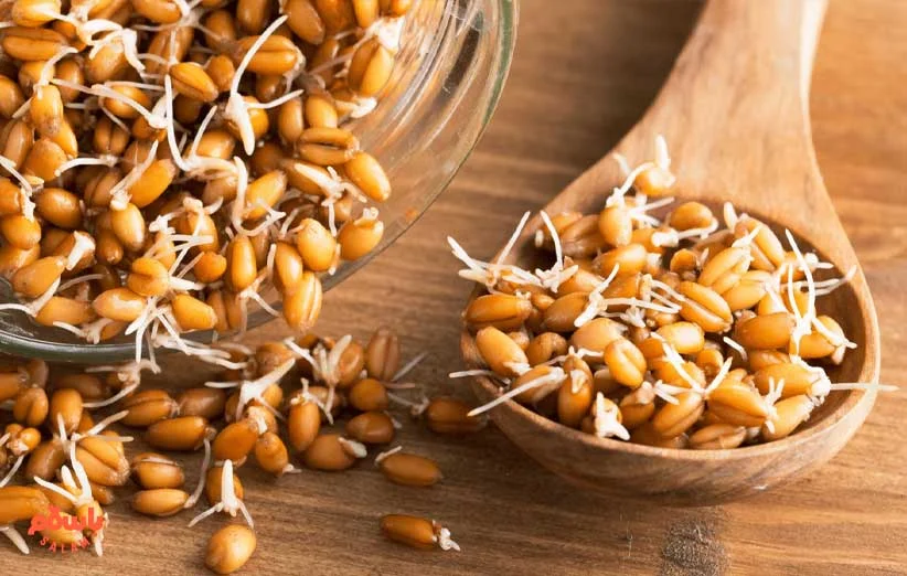  پودر جوانه گندم _ چطور از پودر جوانه گندم در طب سنتی ایران استفاده می شود؟