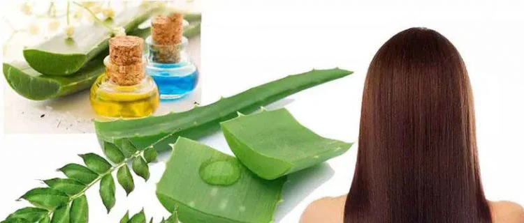 درمان گیاهی ریزش مو + 11 ماده گیاهی برای درمان ریزش مو