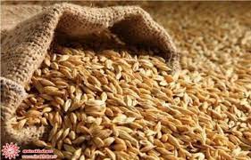 دانه های طلایی: راهنمای جامع برای تناسب اندام و سلامت بدن